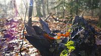 Stamm im Wald