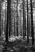 A forest in black and white