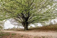 Tranquillité ombragée - Arbre majestueux dans le paysage