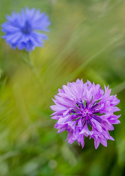 bleuet par Peter Smeekens