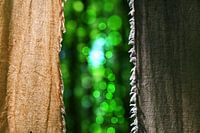 Open The Curtain Please