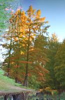 reflection in the Wandelbos