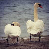 Beautiful swan couple posing for the camera, Netherlands