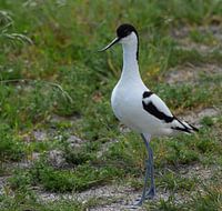 Kluut op Terschelling