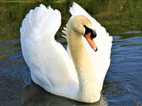 Zwaan bij 's Gravensloot in Woerden