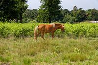 Wild horse Kampina