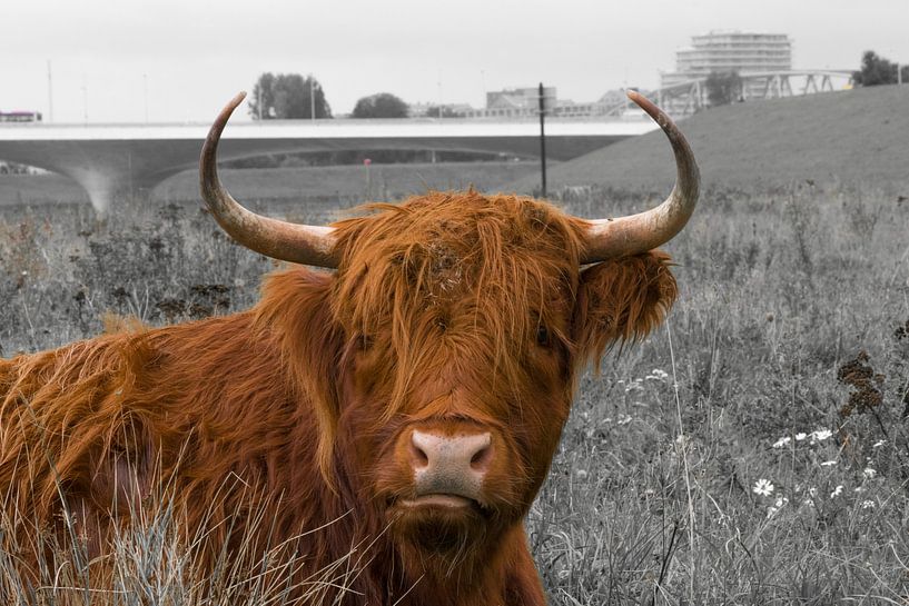 Schottische Highlander aus nächster Nähe von Patrick Verhoef