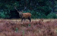 Girouette pendant le rut des cerfs