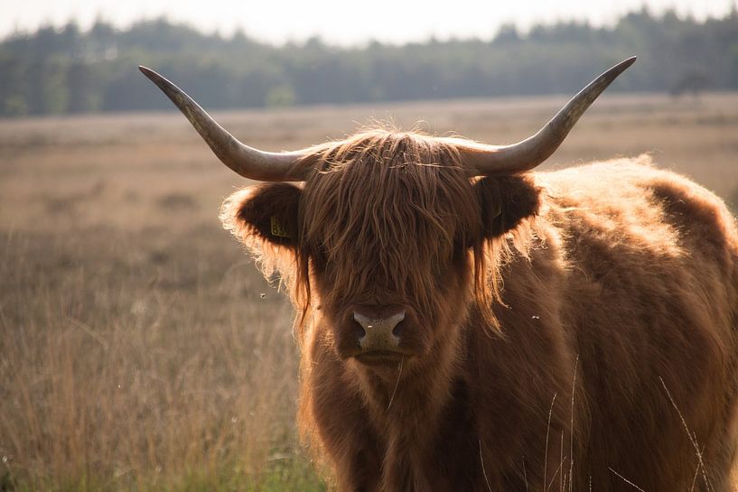 Scottish Highlands by Laura Pronk