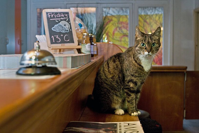 Hauskatzenhotel von Robert van Willigenburg