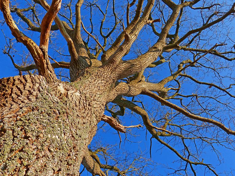 Sky High (L'arbre contre le ciel bleu) par Caroline Lichthart