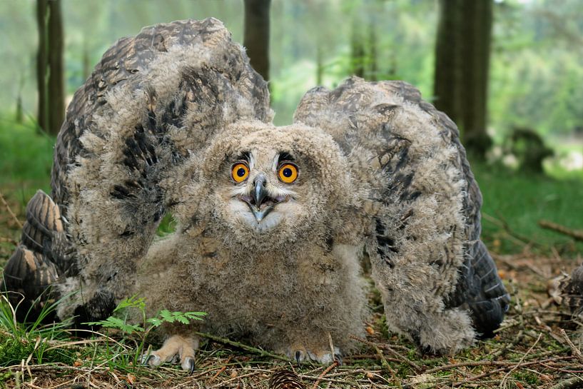 Oehoe jong in dreighouding by Gejo Wassink