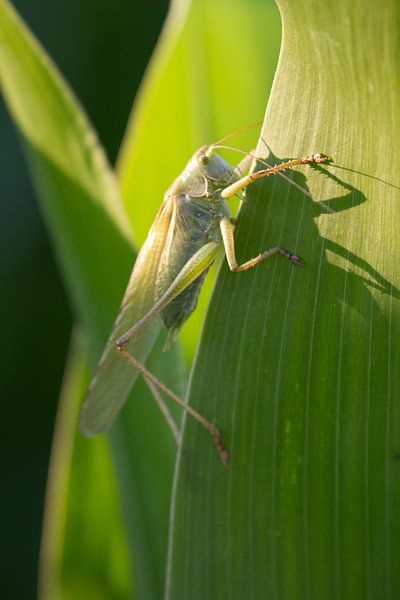 Grasshopper on a corn blade by rene marcel originals
