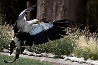 Dansende secretarisvogel