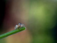 Springspinnetje op takje met zachte achtergrond