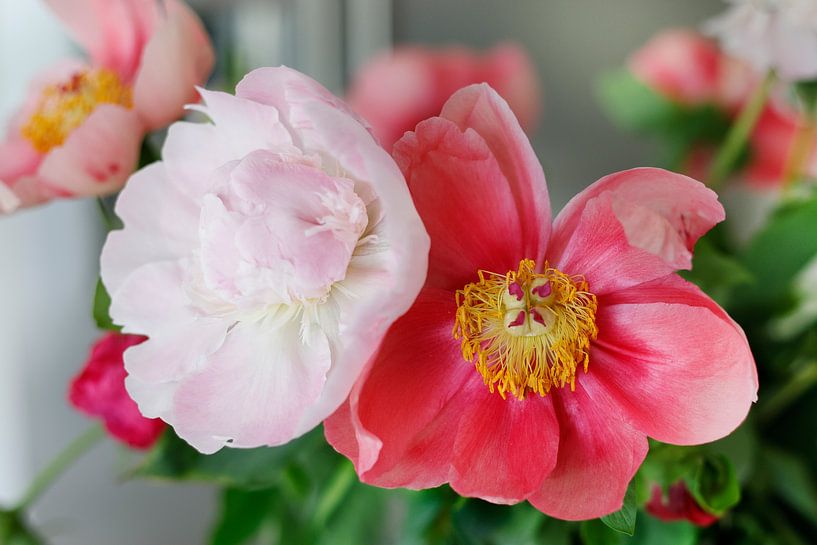 Pfingstrosen (Blumen) in verschiedenen Rosa-Tönen. von Ans van Heck