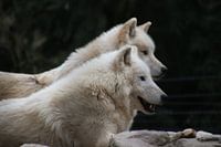 Loups de la baie d'Hudson