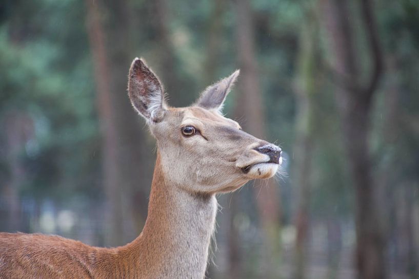 hert by marijke servaes