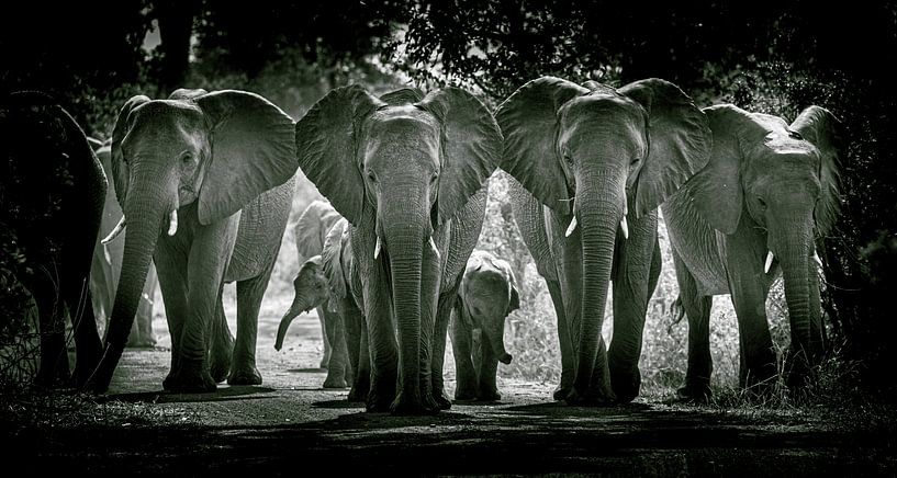 Eine Wand aus Elefanten von Sharing Wildlife