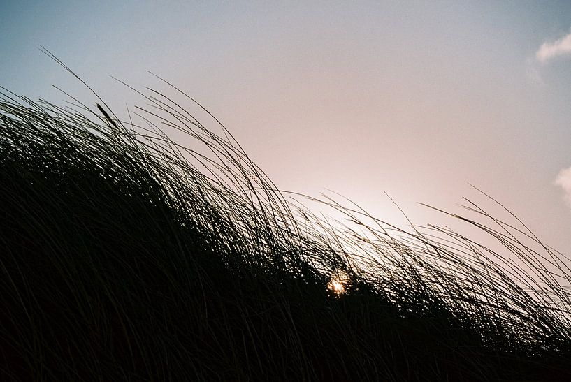 Helmgrass. by Kathy Orbie