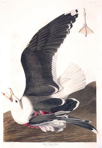 Black Backed Gull by Birds of America