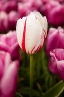 Tulp met druppeltjes