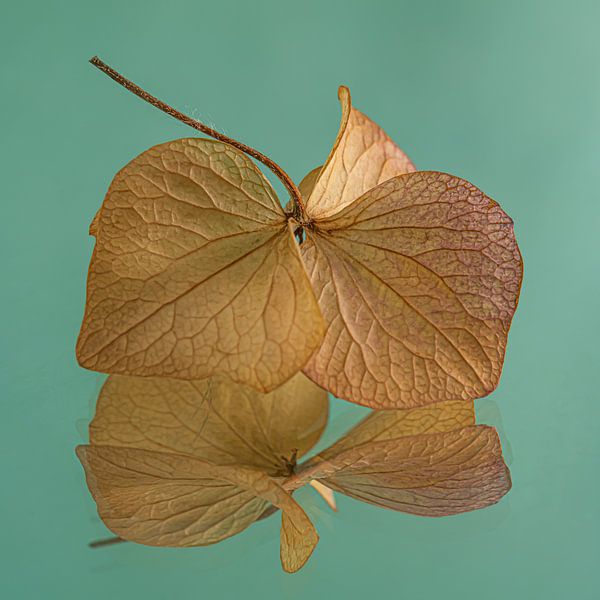 Das tanzende Hortensienblütenblatt mit türkisem - petrolfarbenem Hintergrund von Marjolijn van den Berg