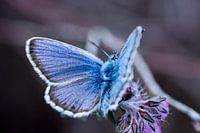 Un bleu de bruyère (papillon)