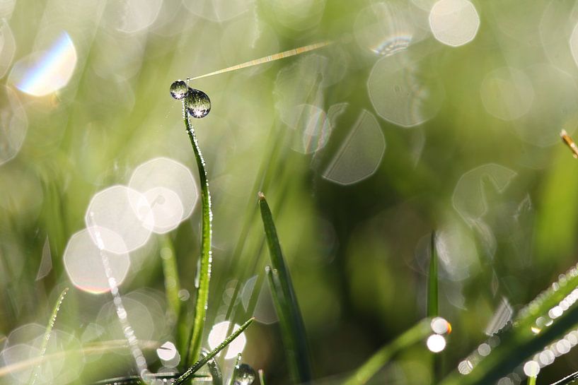 Gräser von Jana Behr