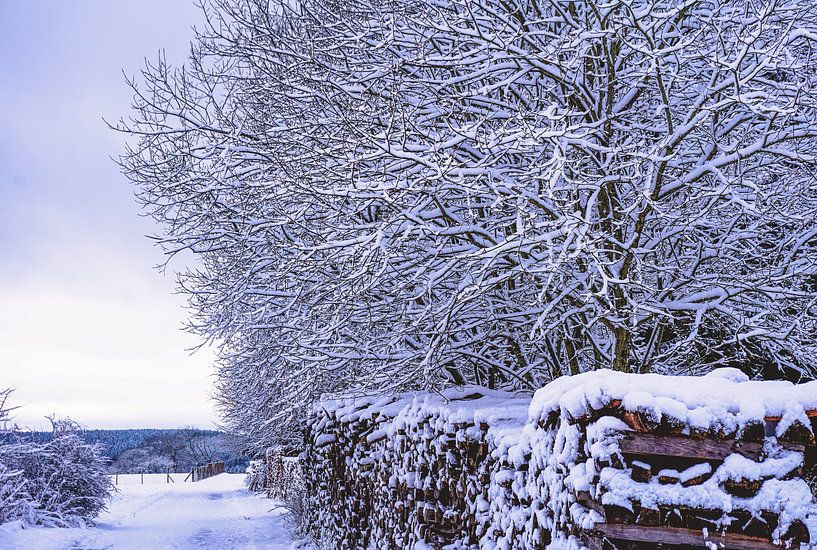 Verse sneeuw! von Nynke Nicolai