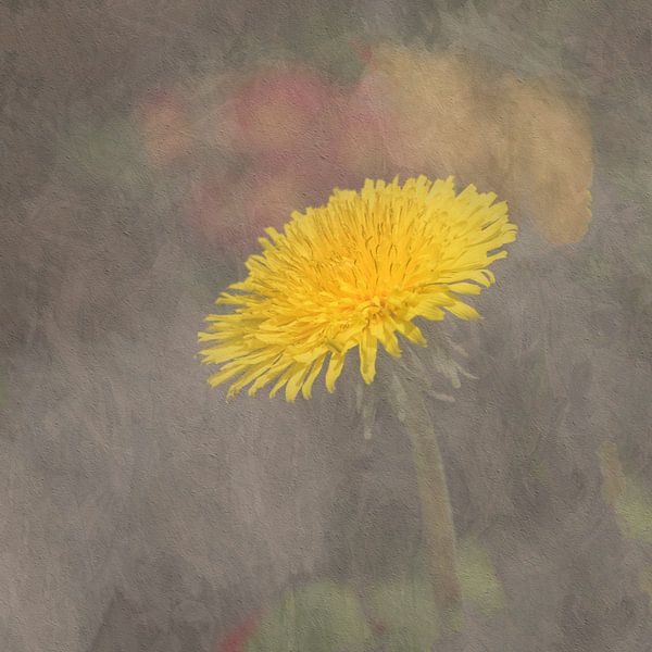 Löwenzahn von eric van der eijk