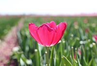 Tulpe im grünen Feld