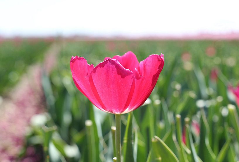 Tulpe im grünen Feld von Nathalie Villier
