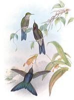 Stanleys Thorn-Bill, John Gould