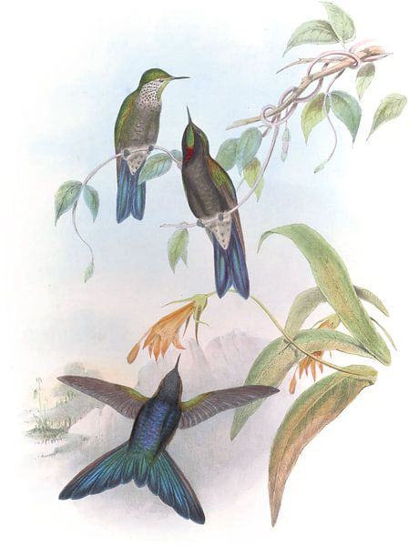 Stanleys Thorn-Bill, John Gould von Hummingbirds