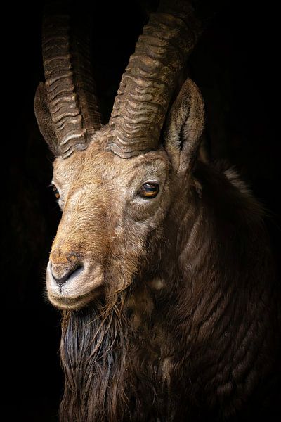 Eindrucksvoller Steinbock-Widder mit großen eleganten Hörnern von Wildlife Designs