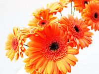 Gerbera