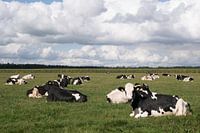 Schwarze und weiße Kühe und niederländische Luft