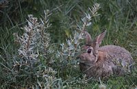 Rabbit in the dunes