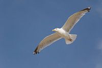 Zilvermeeuw vliegend tegen blauwe lucht