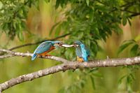 Fischtransfer Eisvögel