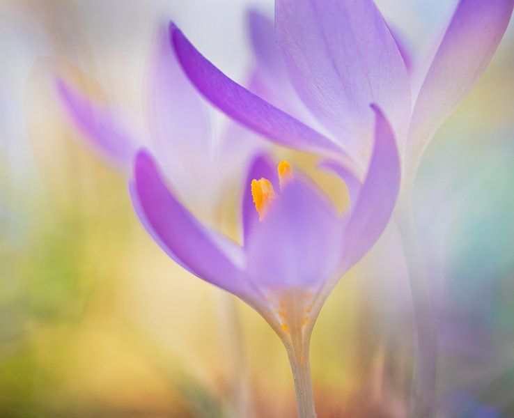 Krokus von Remco loeffen