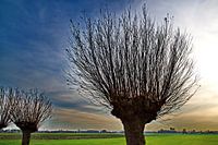 Wilgen in opkomend onweer