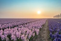 het Hyacinthen veld