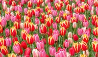 Tulpe rot rosa