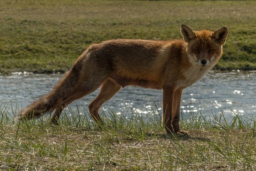 Vos von Marco de Graaff