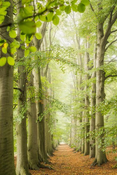 Beech avenue along forest path, spring by Frans Lemmens