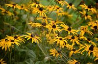 Rudbeckia avec une araignée dans le web.