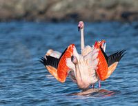 Flamingo's Grevelingenmeer