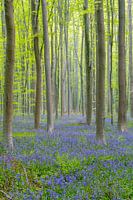 Morning, the Haller forest with forest hyacinths